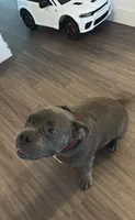 BLUE, a male American Bully for sale in Orlando, FL – 2 of 10