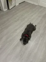 BLUE, a male American Bully for sale in Orlando, FL – 3 of 10