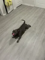 BLUE, a male American Bully for sale in Orlando, FL – 10 of 10