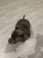BLUE, a male American Bully for sale in Orlando, FL – 4 of 10