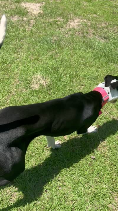 Tank, a male Great Dane for sale in Livingston, TX – 4 of 4
