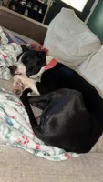 Tank, a male Great Dane for sale in Livingston, TX – 3 of 4