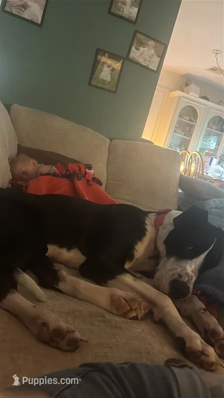 Tank – Great Dane puppy for sale in Livingston, TX