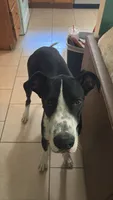 Tank, a male Great Dane for sale in Livingston, TX – 2 of 4