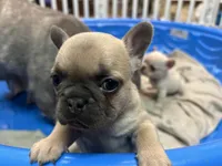 Dolly, a female French Bulldog for sale in Easley, SC – 2 of 2