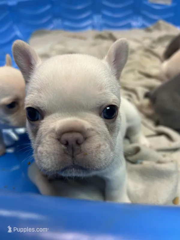 Toby – French Bulldog puppy for sale in Easley, SC