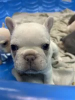 Toby, a male French Bulldog for sale in Easley, SC – 1 of 3