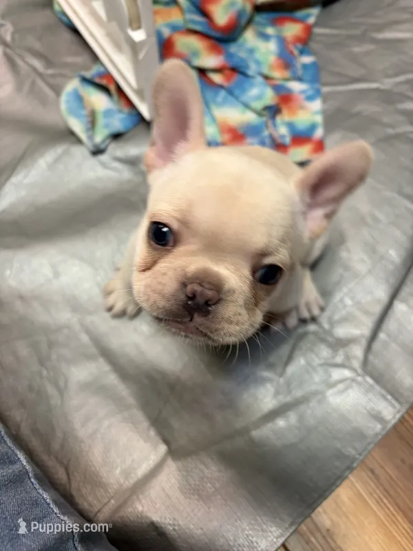 Kirby – French Bulldog puppy for sale in Easley, SC