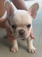 Kirby, a male French Bulldog for sale in Easley, SC – 3 of 3