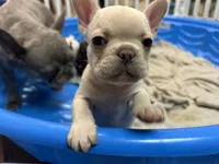 Kirby, a male French Bulldog for sale in Easley, SC – 2 of 3