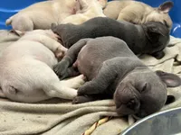 Flynn, a male French Bulldog for sale in Easley, SC – 2 of 2