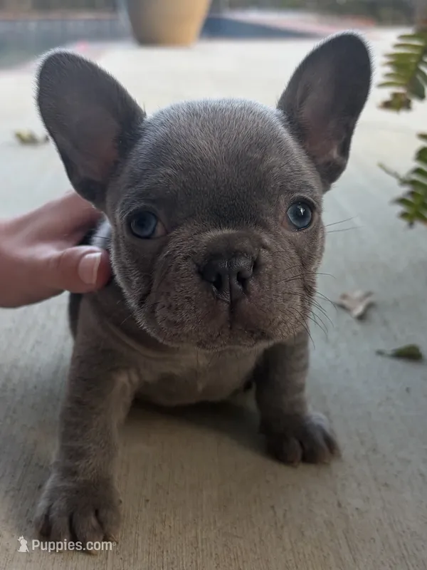Flynn – French Bulldog puppy for sale in Easley, SC