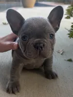 Flynn, a male French Bulldog for sale in Easley, SC – 1 of 2
