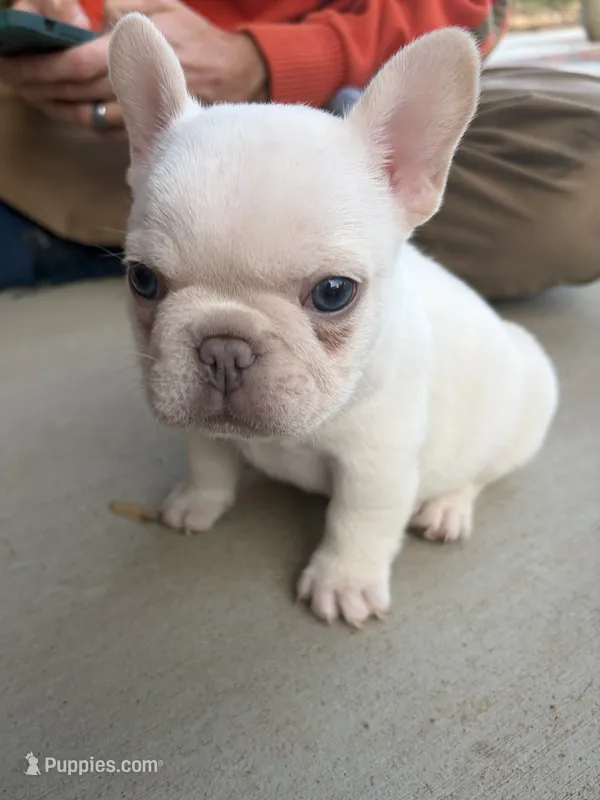 Toby – French Bulldog puppy for sale in Easley, SC