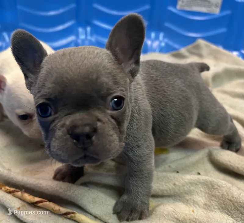 Bear – French Bulldog puppy for sale in Easley, SC