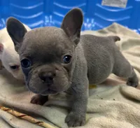Bear, a female French Bulldog for sale in Easley, SC – 1 of 2
