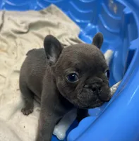 Bear, a female French Bulldog for sale in Easley, SC – 2 of 2