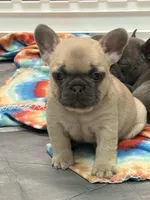 Dolly, a female French Bulldog for sale in Easley, SC – 1 of 2