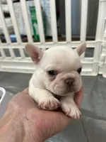 Toby, a male French Bulldog for sale in Easley, SC – 3 of 3