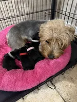 N, a male Yorkshire Terrier for sale in San Antonio, TX – Photo 5 of 6