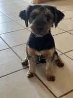 N, a male Yorkshire Terrier for sale in San Antonio, TX – Photo 6 of 6