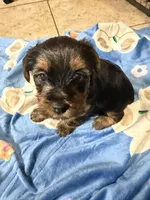 N, a male Yorkshire Terrier for sale in San Antonio, TX – Photo 2 of 6