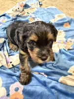 N, a male Yorkshire Terrier for sale in San Antonio, TX – Photo 3 of 6