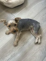 L, a female Yorkshire Terrier for sale in San Antonio, TX – Photo 3 of 5