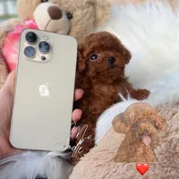 AKC Teacup female, a female Poodle - Toy  for sale in Los Angeles, CA – Photo 2 of 2