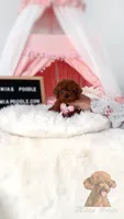 AKC red toy poodle F, a female Poodle - Toy  for sale in Los Angeles, CA – 3 of 8