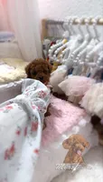 Akc red toy poodle, a female Poodle - Toy  for sale in Los Angeles, CA – Photo 4 of 4