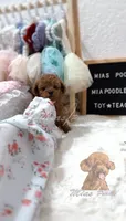 Akc red toy poodle, a female Poodle - Toy  for sale in Los Angeles, CA – Photo 1 of 4