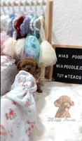 Akc red toy poodle, a female Poodle - Toy  for sale in Los Angeles, CA – Photo 3 of 4