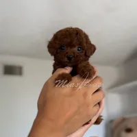 AKC teacup poodle M, a male Poodle - Toy  for sale in Los Angeles, CA – Photo 1 of 3