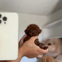 AKC teacup poodle M, a male Poodle - Toy  for sale in Los Angeles, CA – Photo 2 of 3