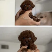 AKC teacup poodle M, a male Poodle - Toy  for sale in Los Angeles, CA – Photo 3 of 3