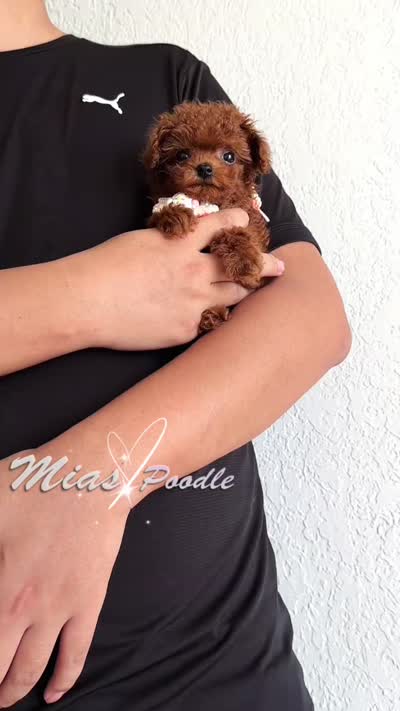 Akc teacup poodle, a female Poodle - Toy  for sale in Los Angeles, CA – 5 of 6