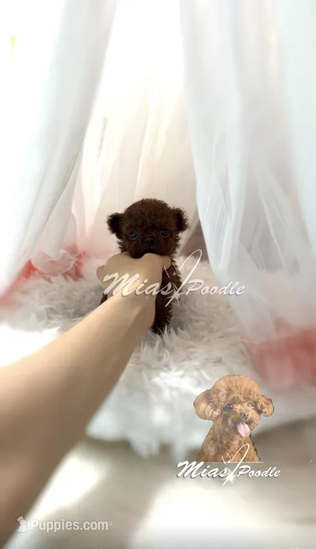 Akc red teacup male – Poodle - Toy  puppy for sale in Los Angeles, CA