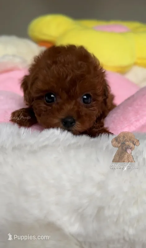 Akc teacup poodle, a male Poodle - Toy  for sale in Los Angeles, CA – Photo 1 of 2