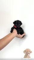 Black toy poodle female , a female Poodle - Toy  for sale in Los Angeles, CA – 3 of 6