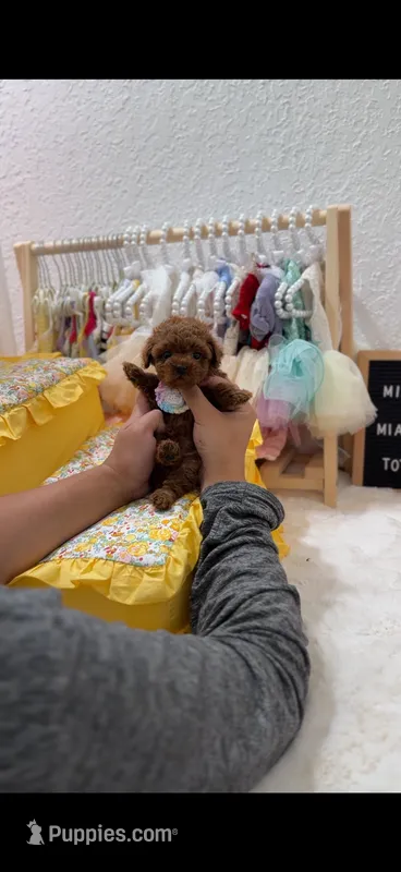 Linda – Poodle - Toy  puppy for sale in Los Angeles, CA