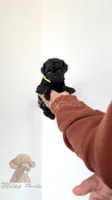Black toy poodle female , a female Poodle - Toy  for sale in Los Angeles, CA – 2 of 6