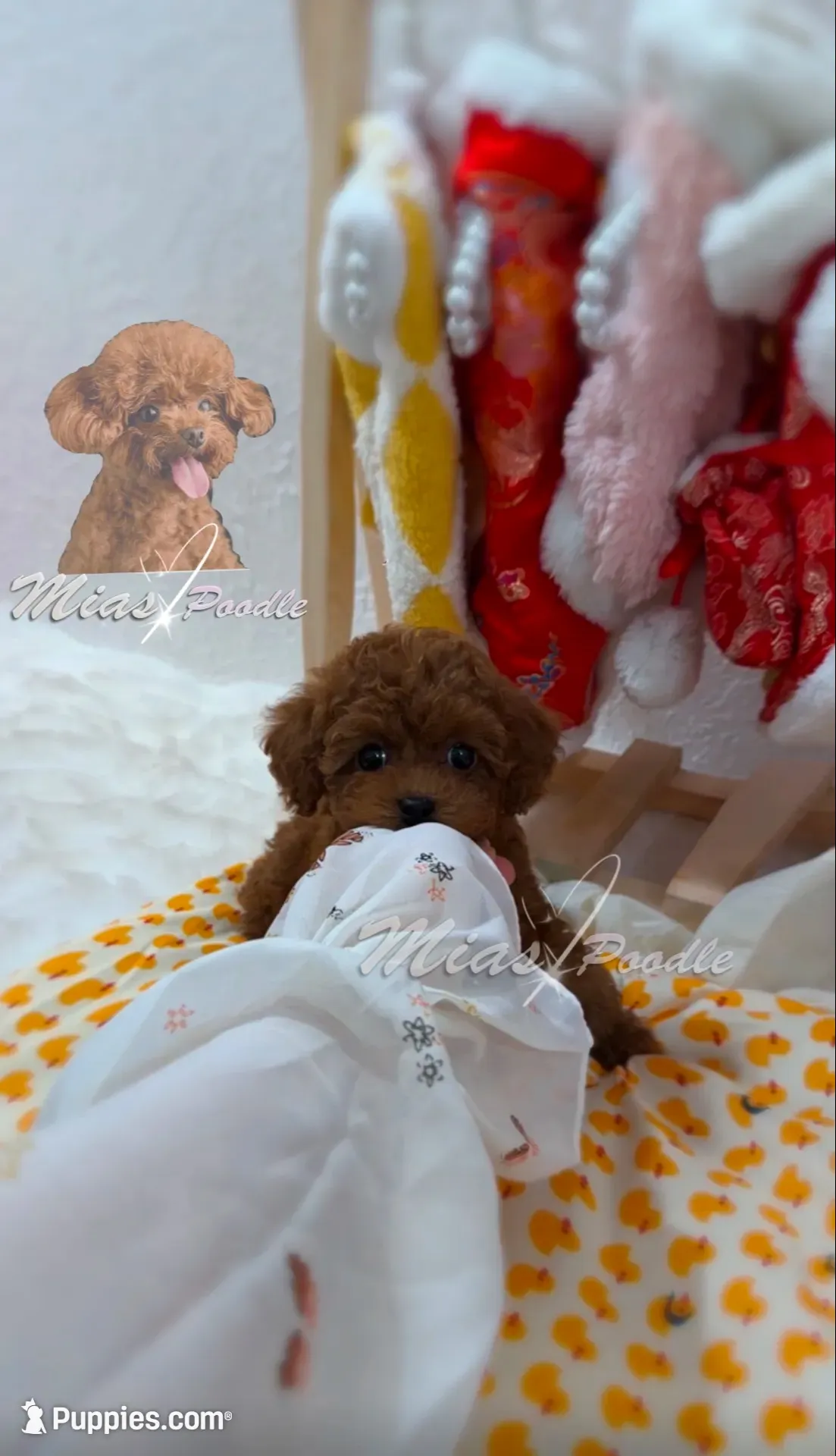 AKC red toy poodle F, a female Poodle - Toy  for sale in Los Angeles, CA – 6 of 8