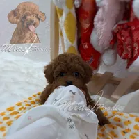 AKC red toy poodle F, a female Poodle - Toy  for sale in Los Angeles, CA – Photo 4 of 8