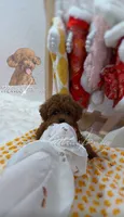 AKC red toy poodle F, a female Poodle - Toy  for sale in Los Angeles, CA – Photo 4 of 8