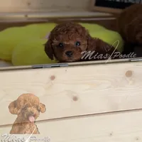 AKC red toy poodle F, a female Poodle - Toy  for sale in Los Angeles, CA – Photo 8 of 8