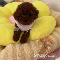 AKC red toy poodle F, a female Poodle - Toy  for sale in Los Angeles, CA – Photo 2 of 8