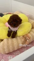 AKC red toy poodle F, a female Poodle - Toy  for sale in Los Angeles, CA – Photo 2 of 8