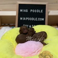 AKC red toy poodle F, a female Poodle - Toy  for sale in Los Angeles, CA – Photo 5 of 8