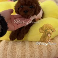 AKC red toy poodle F, a female Poodle - Toy  for sale in Los Angeles, CA – Photo 3 of 8